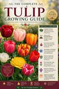 The Complete Tulip Growing Guide
